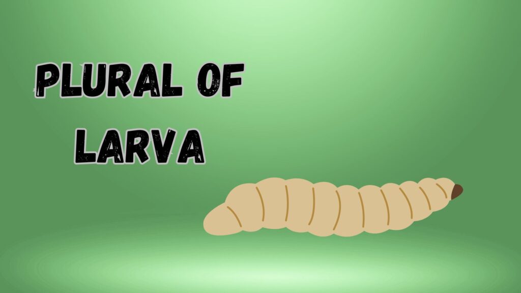 Plural of larva