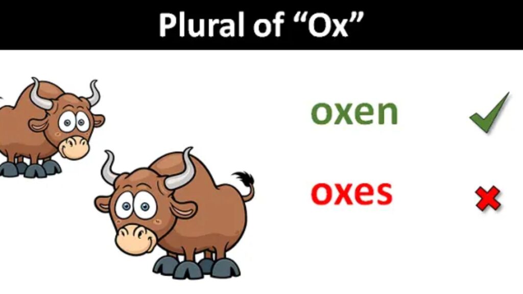 Plural of Ox