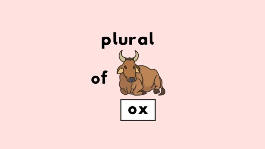 Plural of Ox