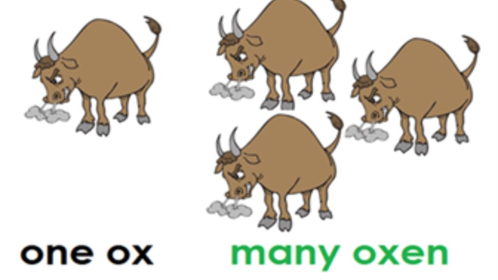 Plural of Ox