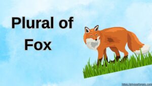 Plural of fox