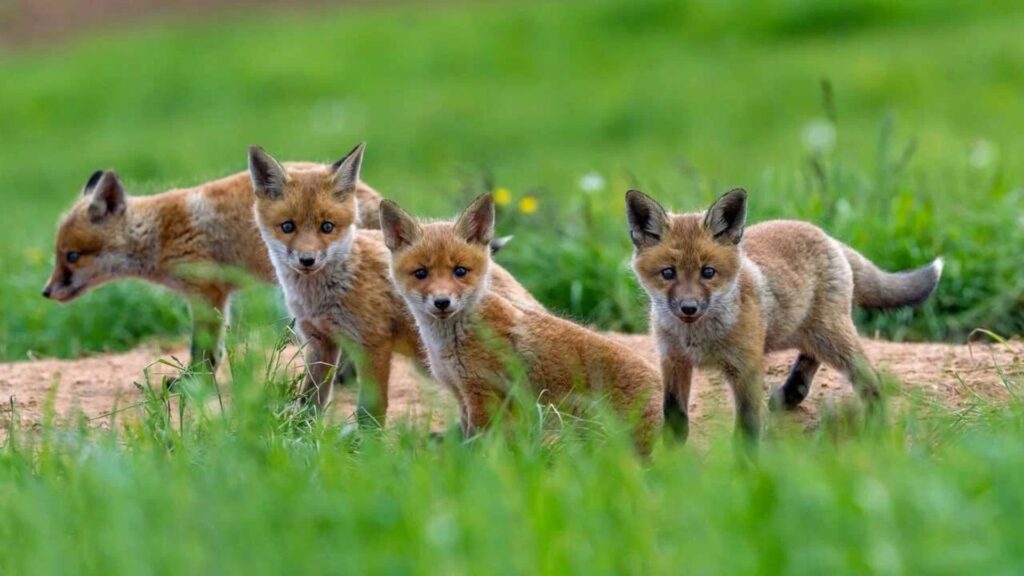 Plural of fox