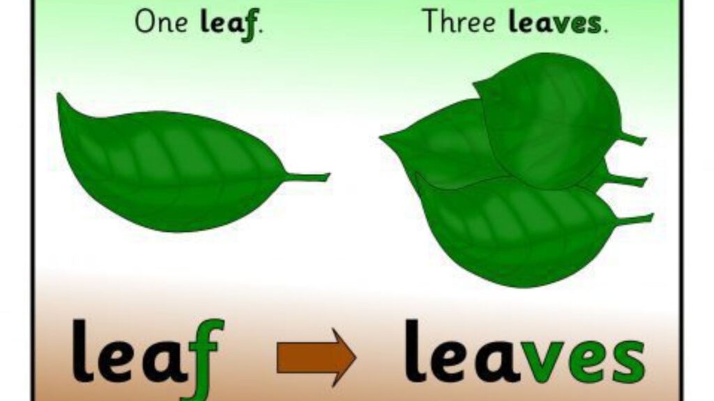 Leaf Plural