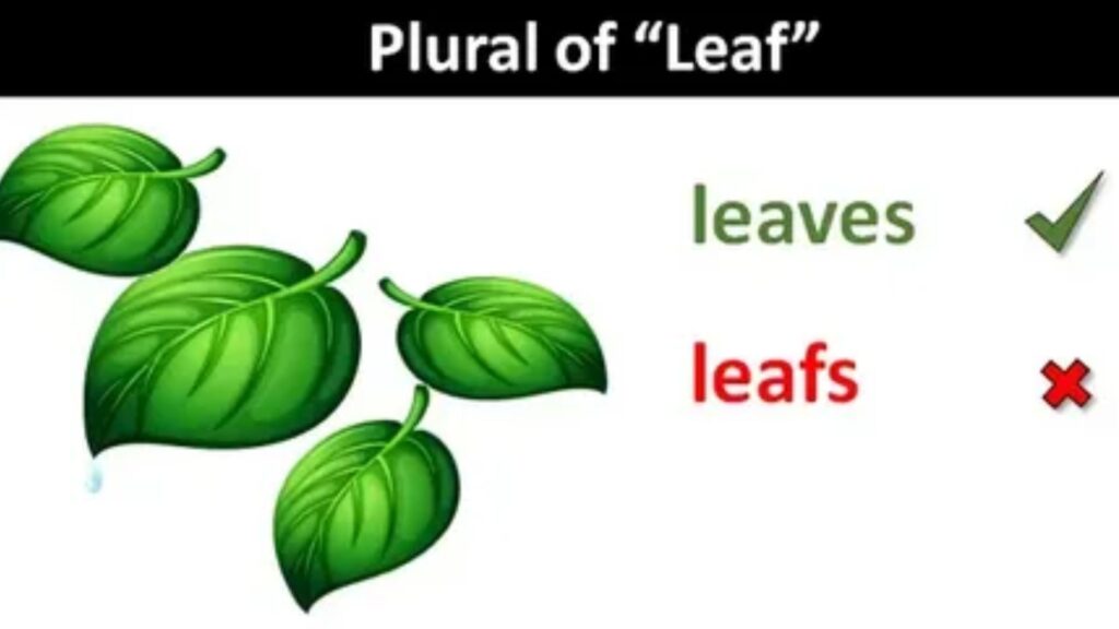 Leaf Plural