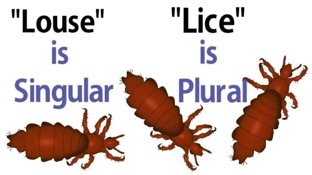 Lice Plural or Singular