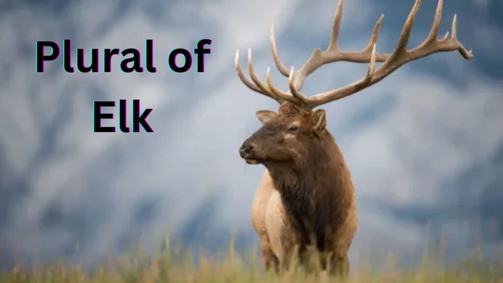  Plural of Elk