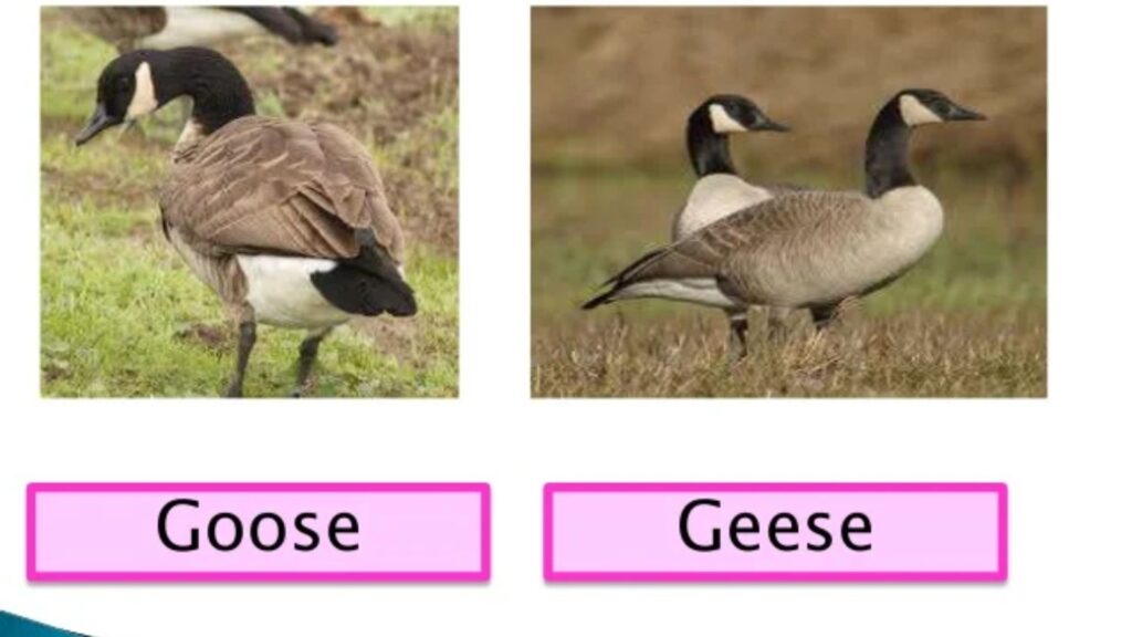 Plural of Goose