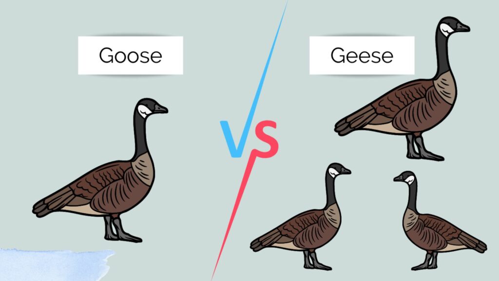 Plural of Goose
