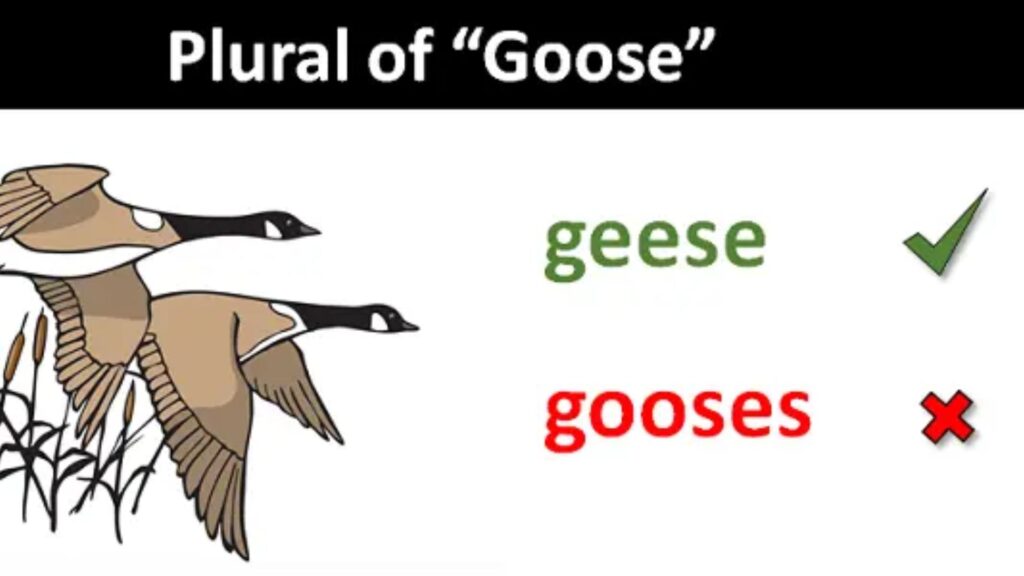 Plural of Goose