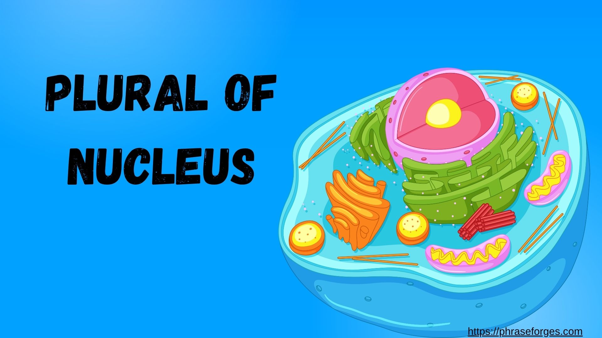 Plural of Nucleus