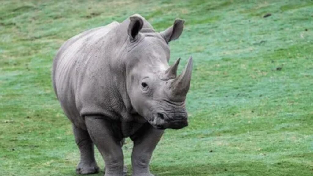Plural of Rhinoceros