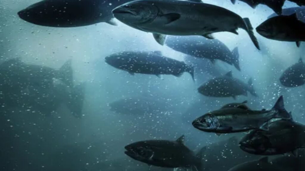 Plural of Salmon