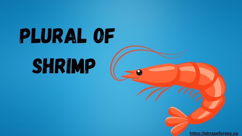 plural of shrimp