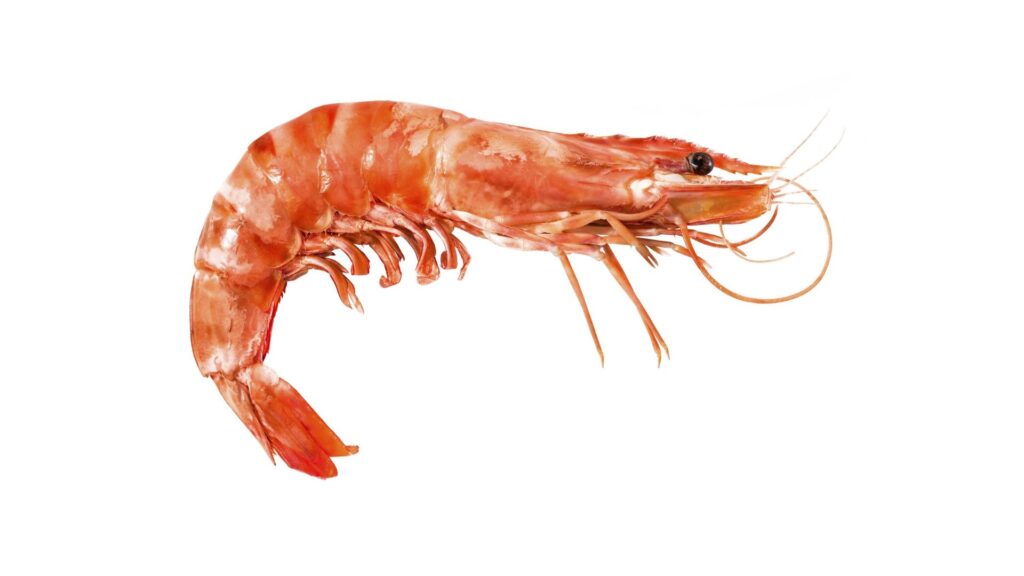 plural of shrimp