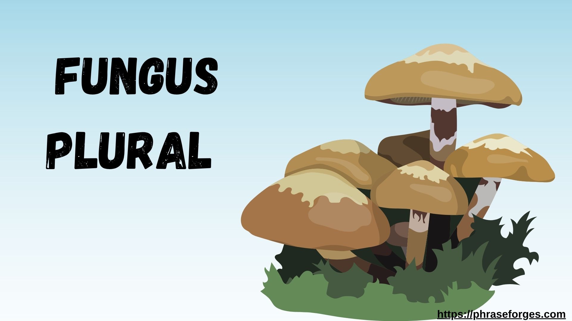 Fungus Plural