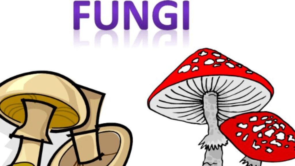 Fungus Plural