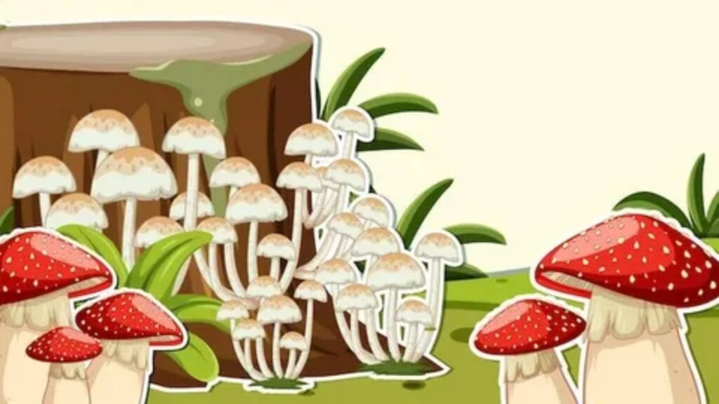 Fungus Plural