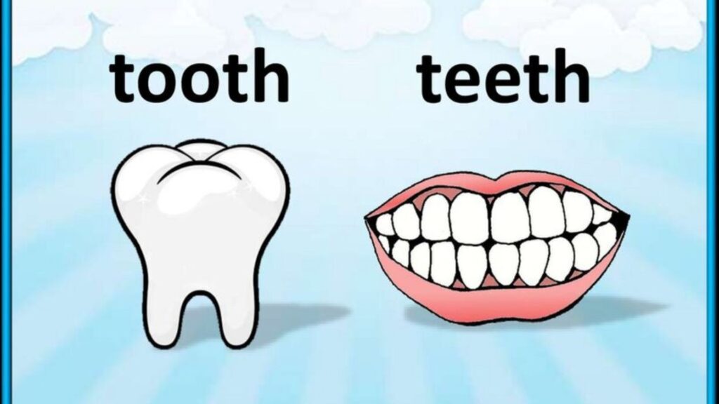 Plural of Tooth