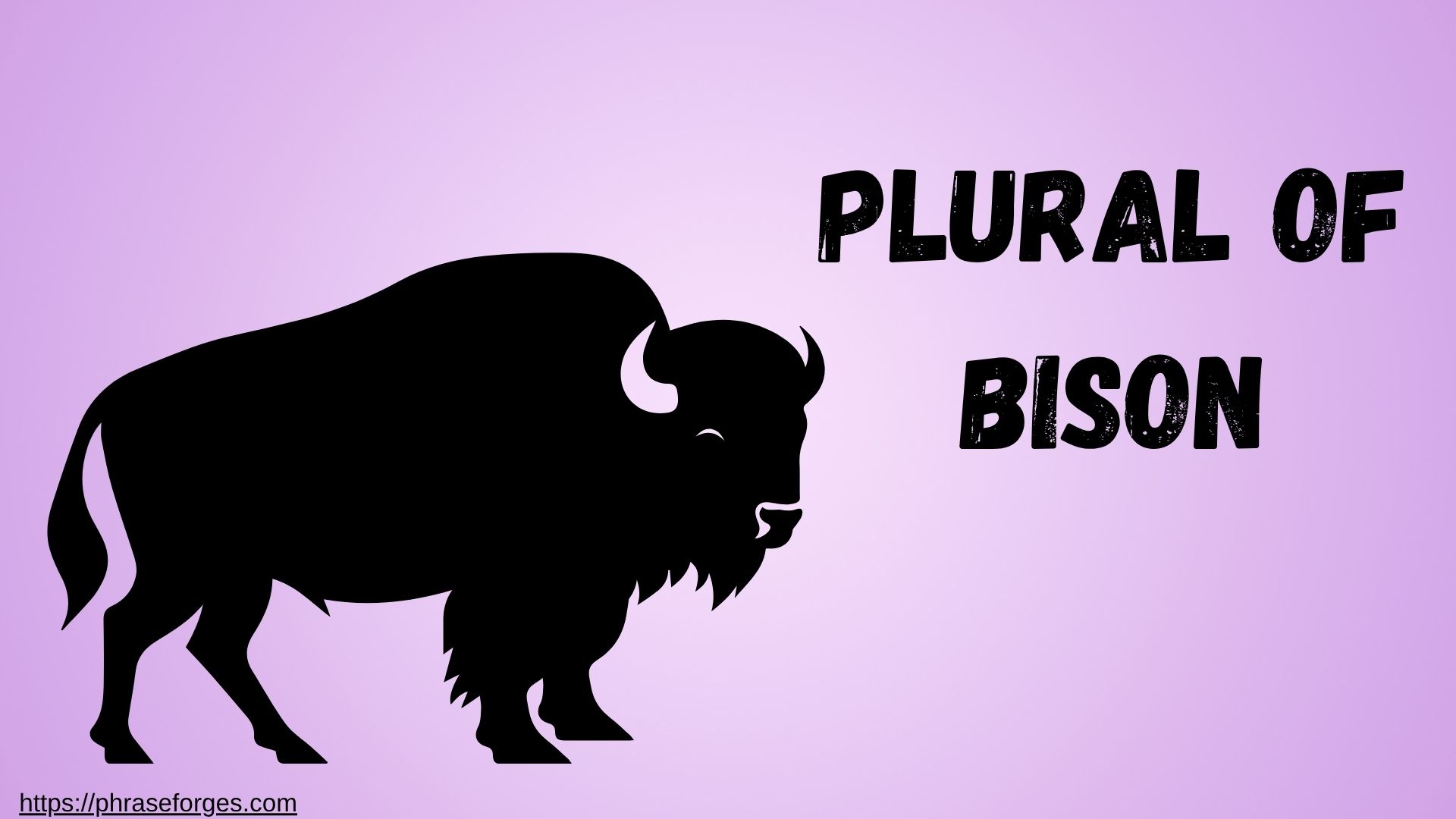 plural of bison