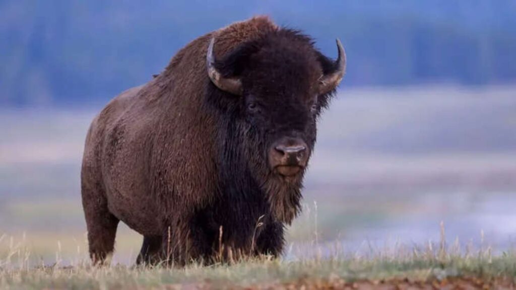 plural of bison
